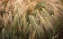 RWT 0172 183-03 Nepal Dew Barley
